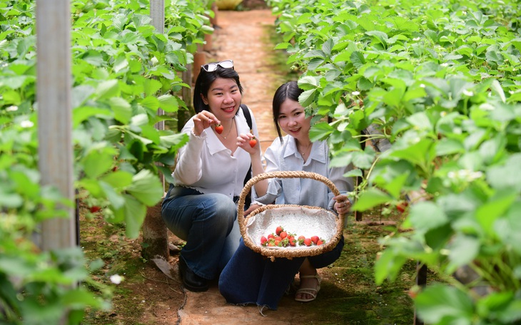 Ưu tiên sự thuận tiện, khách Việt chọn du lịch trong nước dịp Tết Nguyên đán  - Ảnh 2.