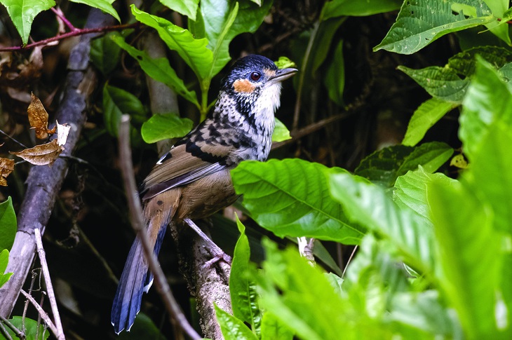 Trào lưu nuôi chim Aviary: Chính quyền ở đâu? - Ảnh 2.