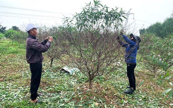 Bán lá cây mọc khắp vườn, người dân thêm nguồn tiền sắm Tết - Ảnh 6.