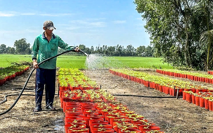 Nhà vườn Lâm Đồng lo thiếu rau Tết - Ảnh 2.