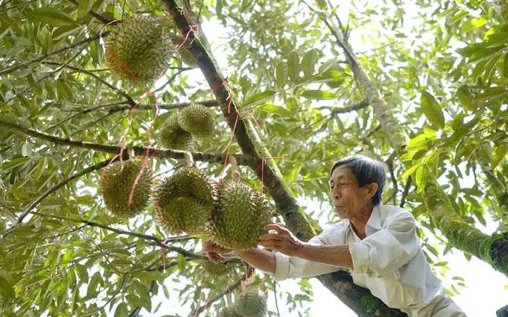 Sầu riêng xuất khẩu có dư lượng thuốc bảo vệ thực vật vượt ngưỡng, châu Âu tăng tần suất kiểm tra - Ảnh 2.