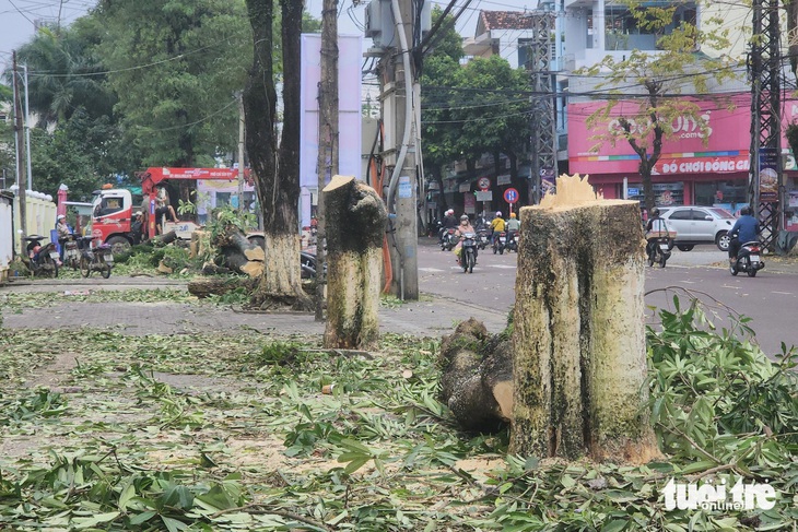 Vì sao hàng cây hoa sữa ở cổng Trường THPT Trần Quốc Tuấn, TP Quảng Ngãi bị đốn hạ? - Ảnh 5.