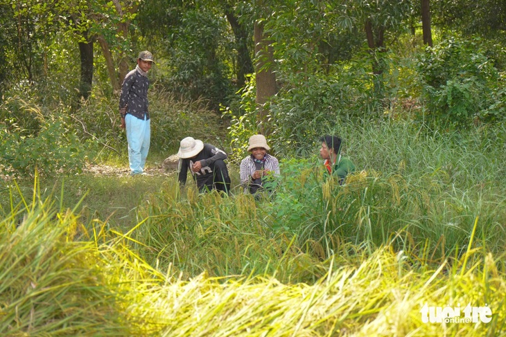 Gặt lúa mùa vàng ở 'đất kim cương' sát bờ sông Sài Gòn - Ảnh 4.