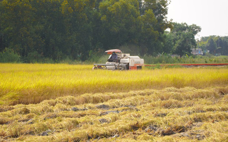 Rủ nhau đi săn chuột đồng vào mùa no lúa miền Tây - Ảnh 9.