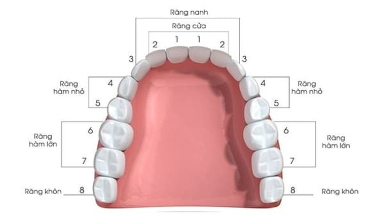 Răng khôn khi nào nên nhổ? - Ảnh 1.