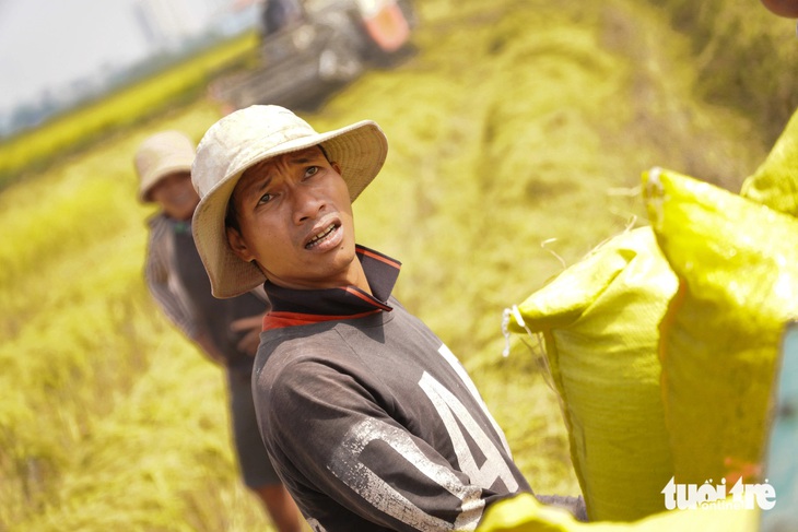 Gặt lúa, bắt chuột đồng cạnh những cao ốc, bên bờ sông Sài Gòn - Ảnh 6.