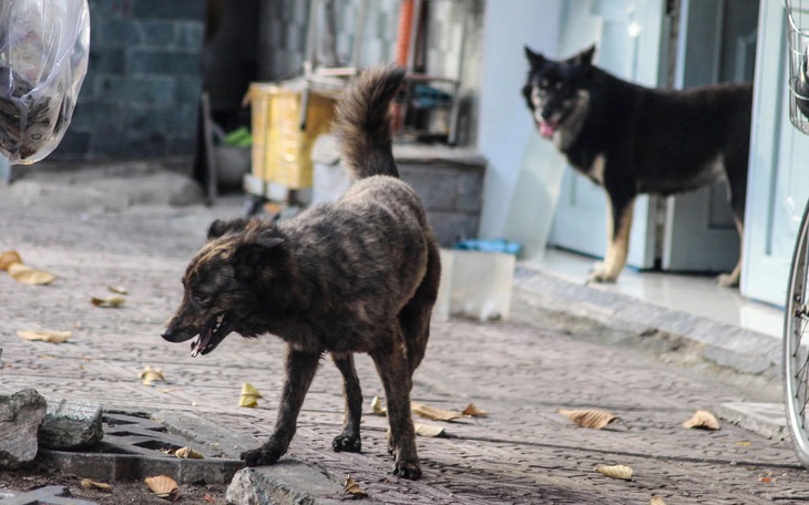 Cháu bé 11 tuổi bị tử vong nghi bị chó dại cắn - Ảnh 3.