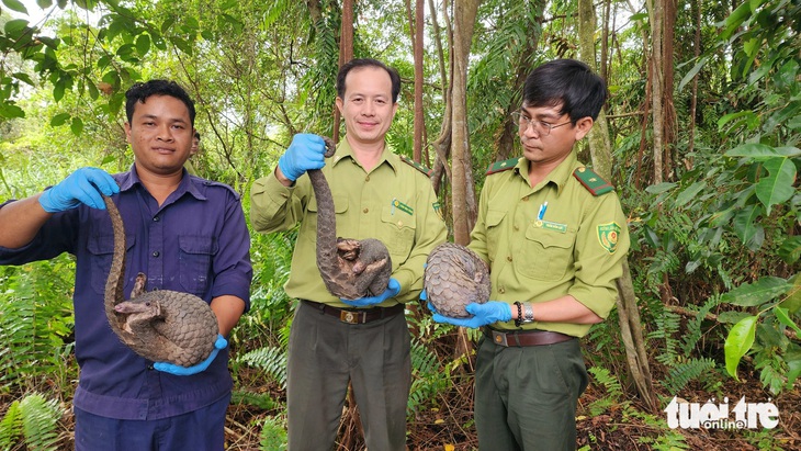 Hành trình về U Minh Thượng của tê tê Java quý hiếm lạc vào trường học ở TP.HCM - Ảnh 18.