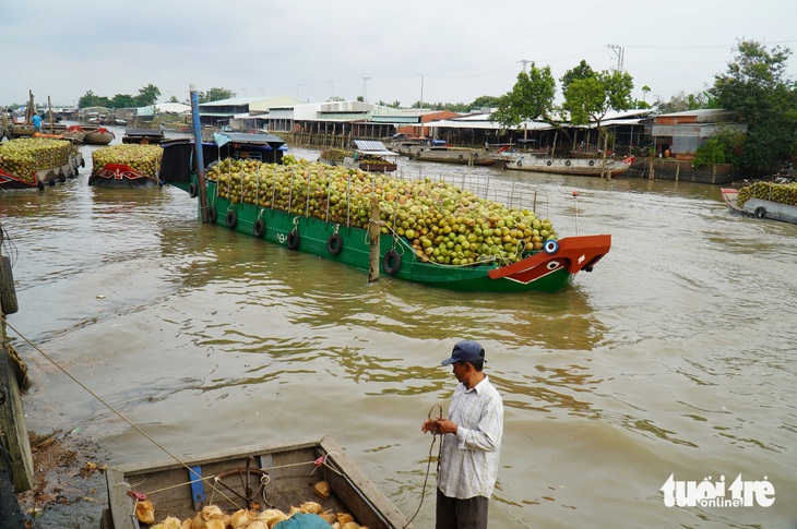 Giá dừa khô 140.000 đồng/chục, nhà vườn có cơ hội sống được với cây dừa - Ảnh 1.