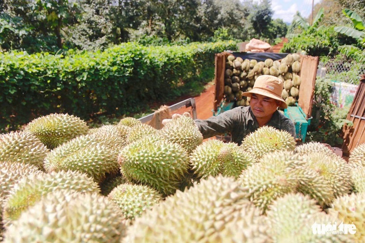 Trồng sầu riêng ở Lào mang về lãi cao cho Cao su Đắk Lắk - Ảnh 1.