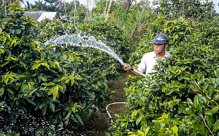 Hoa miền Tây 'bay' đi muôn ngả - Ảnh 2.