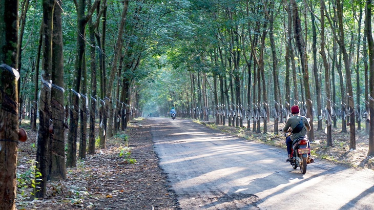 Kỳ tích cao su Việt trên nước bạn Lào - Kỳ 3: Thần tốc phủ xanh cao su Việt trên đất Lào - Ảnh 3.