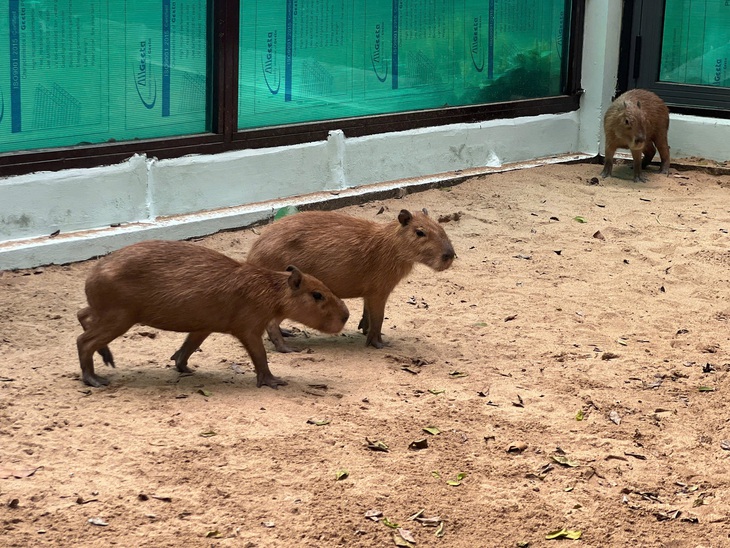 Thảo cầm viên Sài Gòn ra mắt gia đình ‘bộ ngoại giao’ capybara - Ảnh 1.