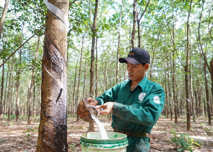 Kỳ tích cao su Việt trên nước bạn Lào - Kỳ 3: Thần tốc phủ xanh cao su Việt trên đất Lào - Ảnh 2.