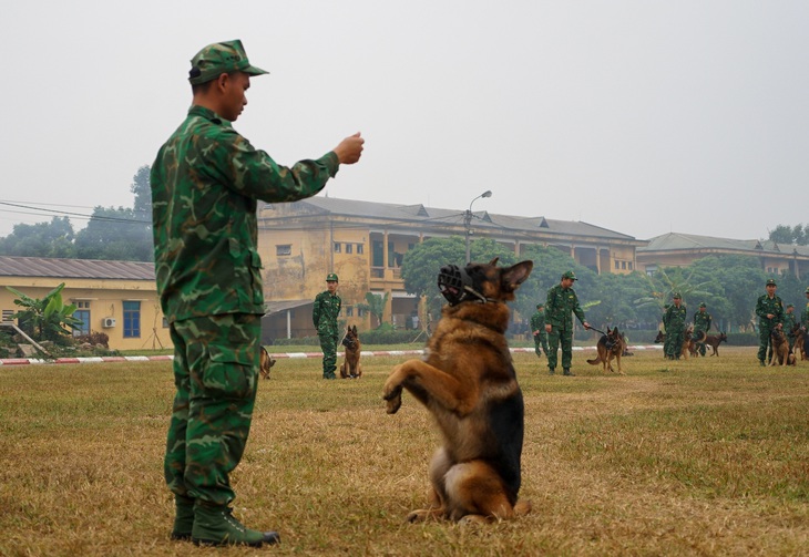 Những chú chó cứu hộ ở Làng Nủ góp mặt trong Triển lãm Quốc phòng quốc tế 2024 - Ảnh 7.