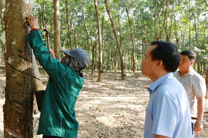 Kỳ tích cao su Việt trên nước bạn Lào - Kỳ 4: Người dân Lào đổi đời dưới tán rừng cao su - Ảnh 2.