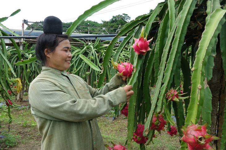 Mai Sơn vào vụ thu hoạch thanh long - Ảnh 2.