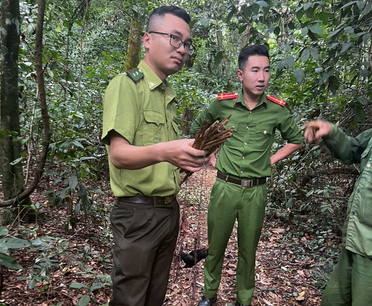 Kiểm lâm thu nhiều bẫy chim di cư giữa rừng đặc dụng - Ảnh 1.