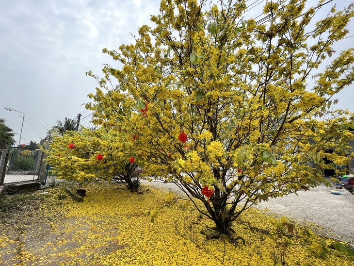 Nhiều cây mai vàng ở đây có tuổi đời lên đến hàng chục năm, cao hơn 3m trở lên, tàn mai rộng - Ảnh: LAN NGỌC