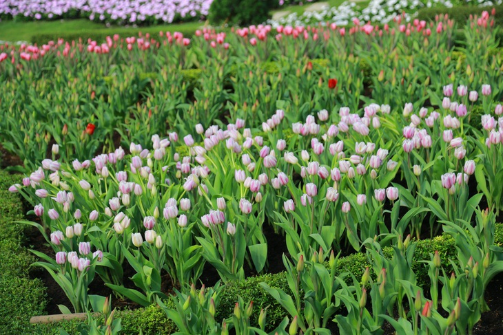 Hàng vạn bông tulip khoe sắc trên đỉnh núi Bà Đen