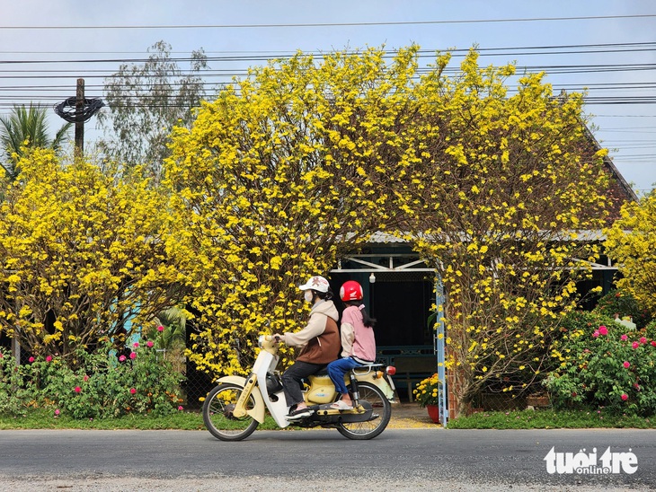 Cổng rào từ hai cây mai vàng do ông Võ Văn Bảnh (ngụ ấp Phú Hữu, xã Định Mỹ, huyện Thoại Sơn, tỉnh An Giang) trồng khoảng 33 năm trước - Ảnh: NGỌC KHẢI chụp ngày 6-2 (tức 27 tháng chạp)