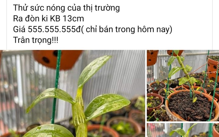 Lan đột biến sốt giá trở lại?