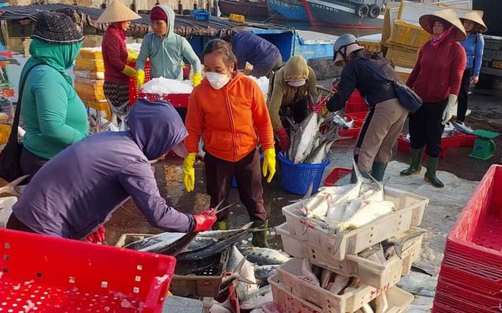 Ngư dân ra khơi đầu năm trúng luồng cá bè hàng trăm triệu đồng