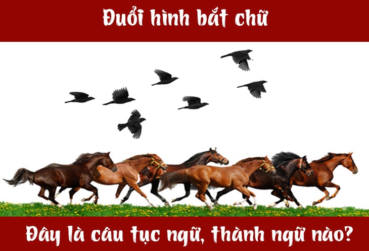Câu tục ngữ, thành ngữ 'khó nhằn' này là gì? (P56)- Ảnh 1.