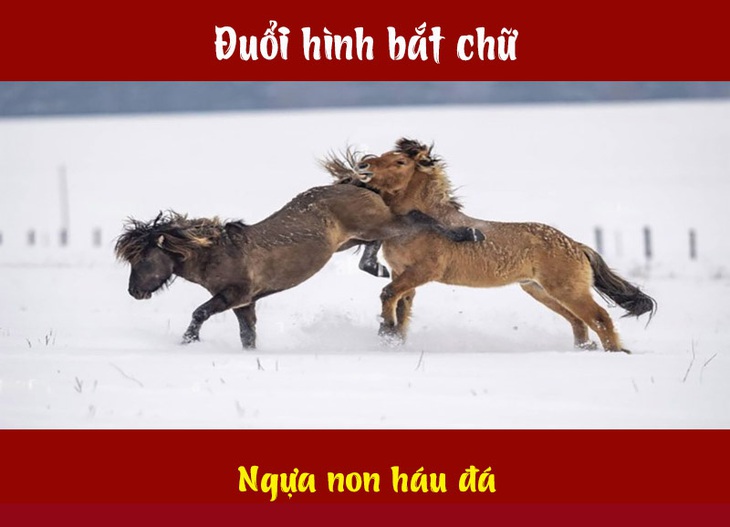 Câu tục ngữ, thành ngữ 'khó nhằn' này là gì? (P54)- Ảnh 4.