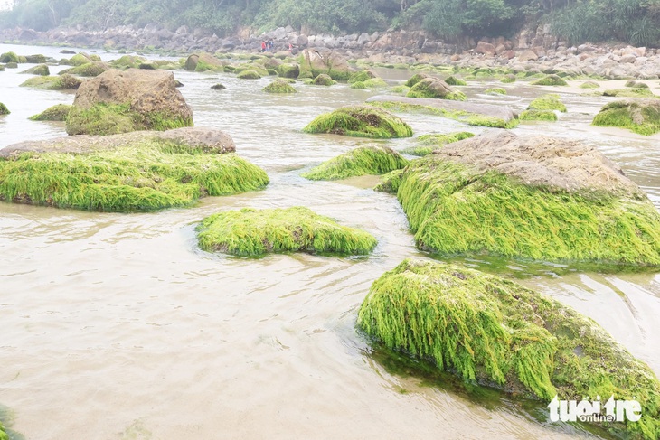 Bãi rêu xanh đẹp mắt