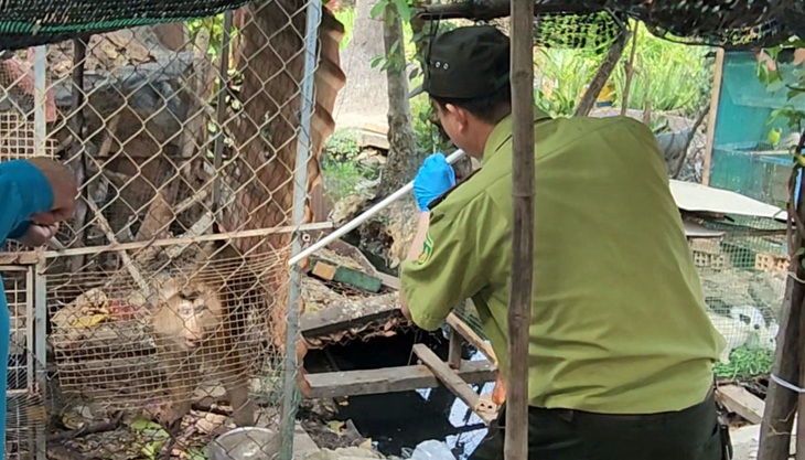 Kiểm lâm viên thổi thuốc gây mê con khỉ đuôi lợn do ông Phùng Văn Nghĩa giao để đưa về cứu hộ theo quy định - Ảnh: NGỌC KHẢI