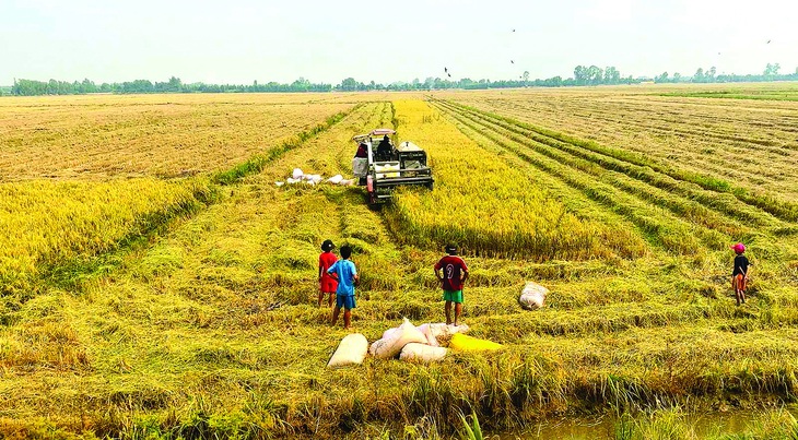 Nông dân Đồng Tháp vừa được mùa vừa bán được giá cao. Ảnh: ĐẶNG TUYẾT