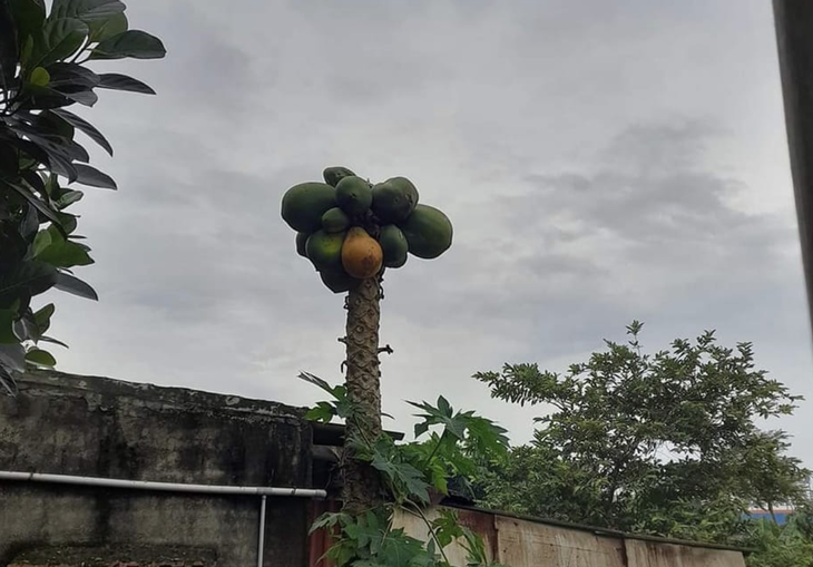 Cây đu... đủ nghị lực. 