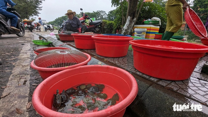 Chậu đựng rùa, ba ba mini được bày tràn ra giữa đường Phan Đình Phùng (TP Huế) - Ảnh: NHẬT LINH