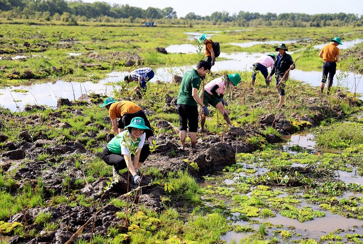 Một dự án &quot;đúng cây đúng chỗ&quot;: trồng mới rừng tràm tại Khu bảo tồn đất ngập nước Láng Sen, Long An của Liên minh Bảo tồn thiên nhiên thế giới. Ảnh: IUCN