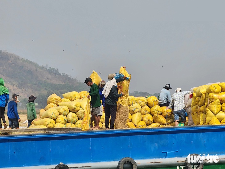 Nông dân An Giang thu hoạch lúa đông xuân và bán cho thương lái cặp kênh Vĩnh Tế, thị xã Tịnh Biên - Ảnh: BỬU ĐẤU