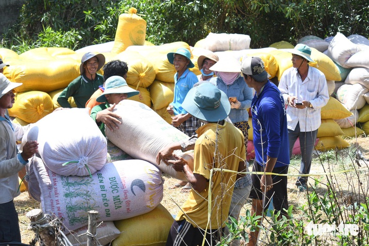 Nông dân huyện An Biên, tỉnh Kiên Giang thu hoạch lúa đông xuân sớm bán cho thương lái sau Tết nên có giá cao hơn hiện nay - Ảnh: MINH KHANG