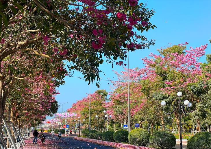 Hai bên đường tràn ngập sắc hoa kèn hồng