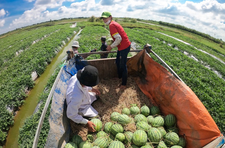 Xe công nông vào tận ruộng chở dưa ra điểm tập kết chờ thương lái đến mua - Ảnh: THANH HUYỀN