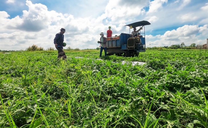 Dưa hấu phải được thu hoạch dứt điểm trước Tết khoảng 1 tuần để kịp bán cho các chợ, và để dưa có độ ngon ngọt thời điểm Tết - Ảnh: THANH HUYỀN