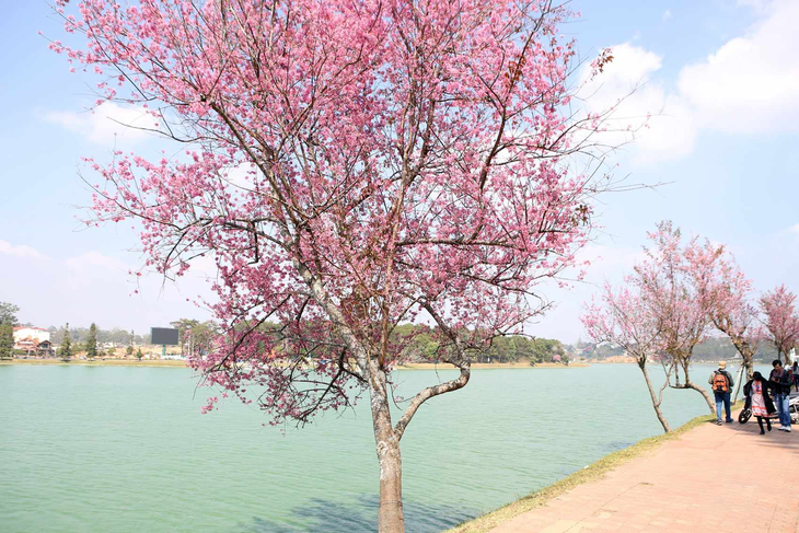 Mai anh đào khoe sắc bên hồ Xuân Hương - Ảnh: GIA TIẾN