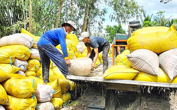 Đơn hàng gạo xuất sang Indonesia giúp giữ ổn giá lúa