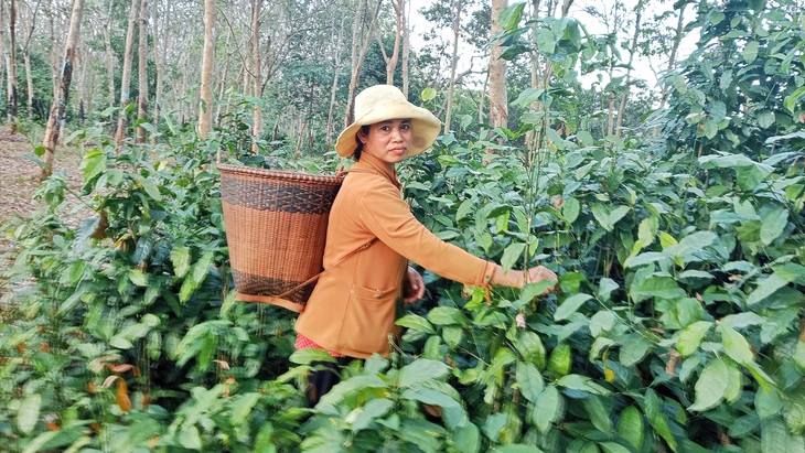 Chị Điểu Thị Lai có lượng người đặt hàng lá nhíp tăng mạnh vào dịp cận Tết Nguyên đán - Ảnh: NVCC