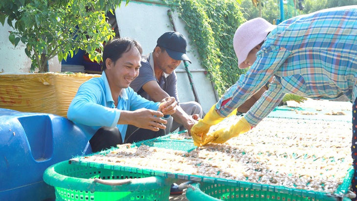 Cơ sở sản xuất khô ở cảng Vàm Láng (Gò Công Đông, Tiền Giang) đang tất bật chuẩn bị mẻ tôm cho kịp nắng - Ảnh: AN VI