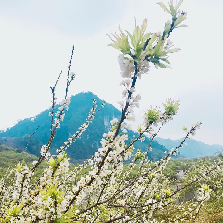 Hoa nở trên núi