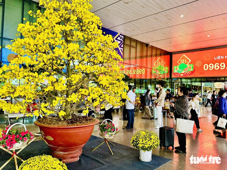 Ga đến thông thoáng. Nhiều người check-in với hoa mai nở rộ tại lối chờ người thân ở ga đến quốc nội - Ảnh: CÔNG TRUNG