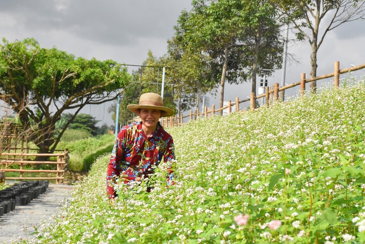 Tại đây, hoa tam giác mạch được trồng bên triền sông, gợi nhớ hình ảnh tuyệt đẹp ở Tây Bắc - Ảnh: TRẦN MAI