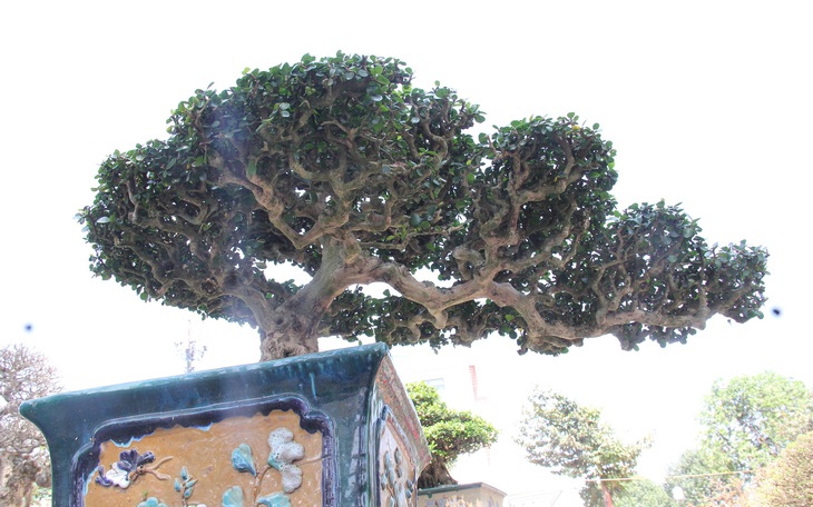 Siêu bonsai hội tụ về Quảng Ngãi hút mắt người xem - Ảnh 16.