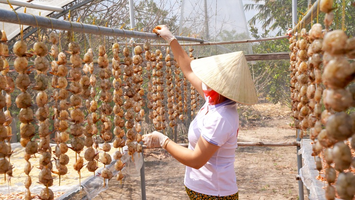 Nhiều người dân đầu tư hẳn nhà kính để phơi tôm lụi đảm bảo vệ sinh - Ảnh: THANH HUYỀN