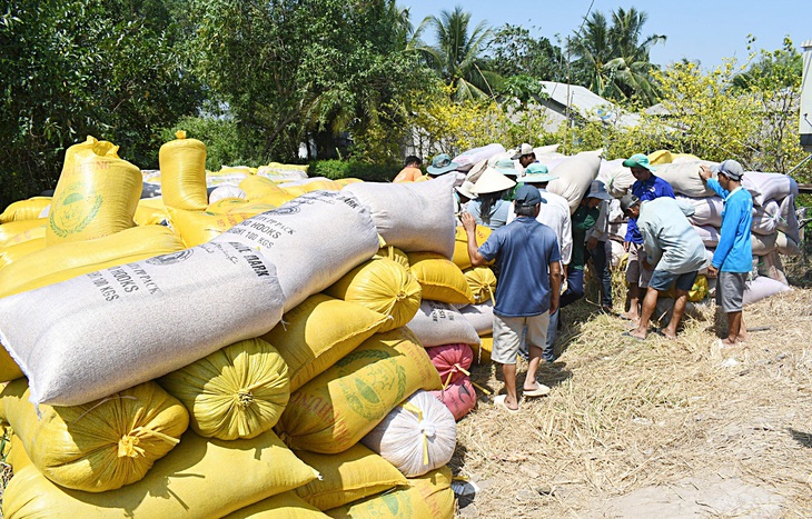 Nông dân tỉnh An Giang bán lúa cho thương lái  - Ảnh: BỬU ĐẤU